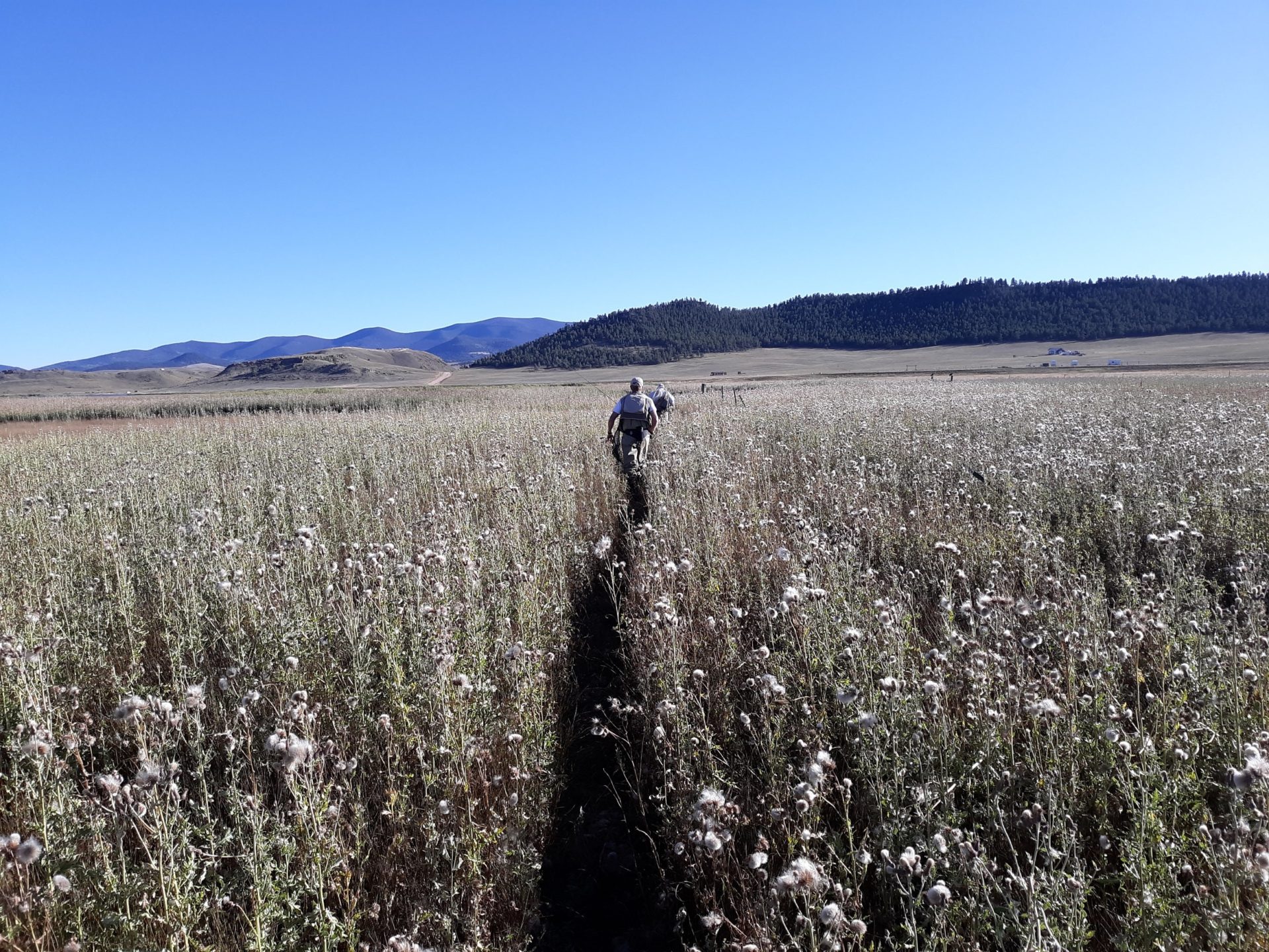 A quiet walk-in meadow stretch under a wide Colorado sky
