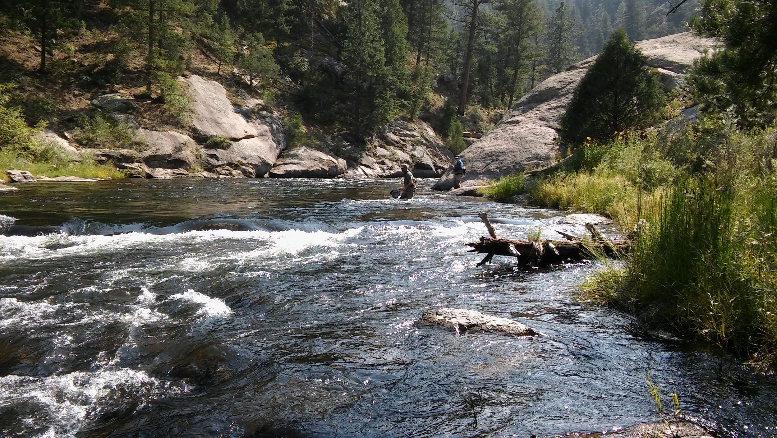 A guide netting a trout in a riffle on a Colorado tailwater